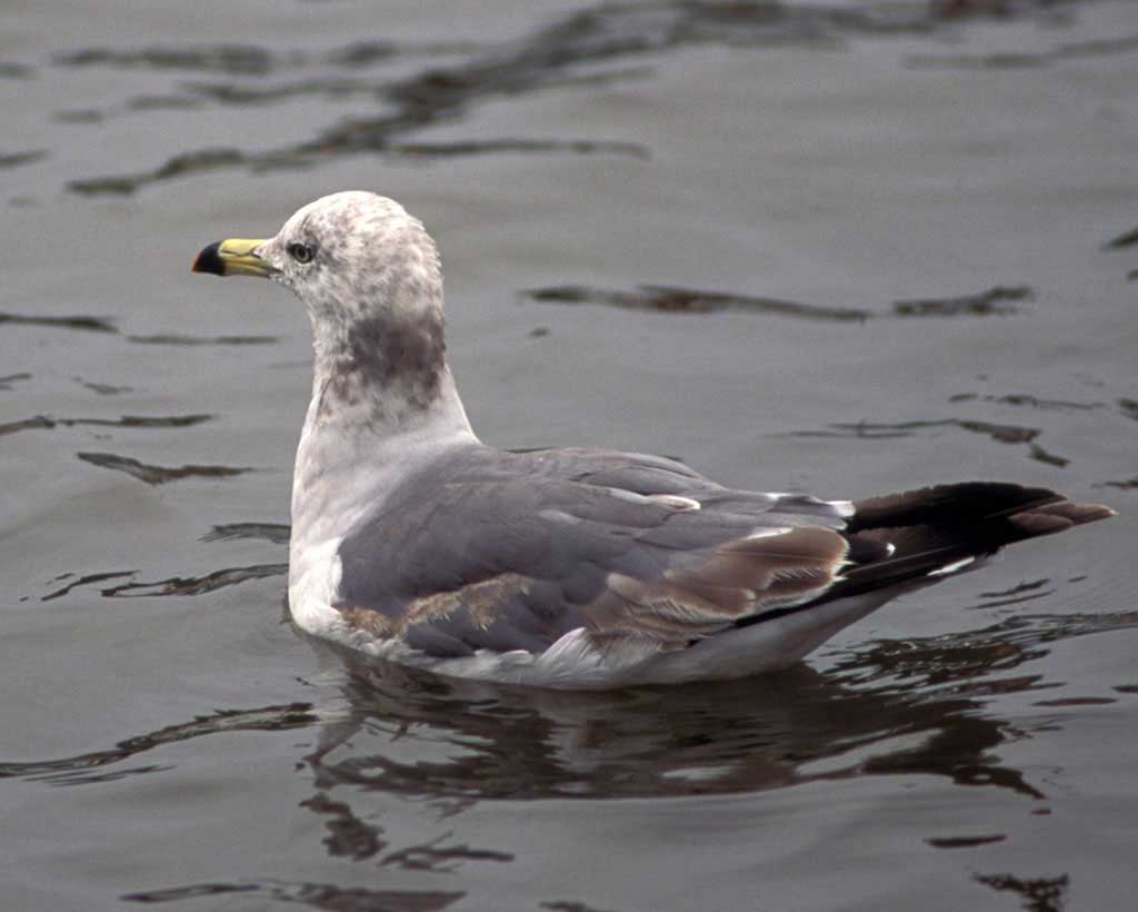black tailed gull