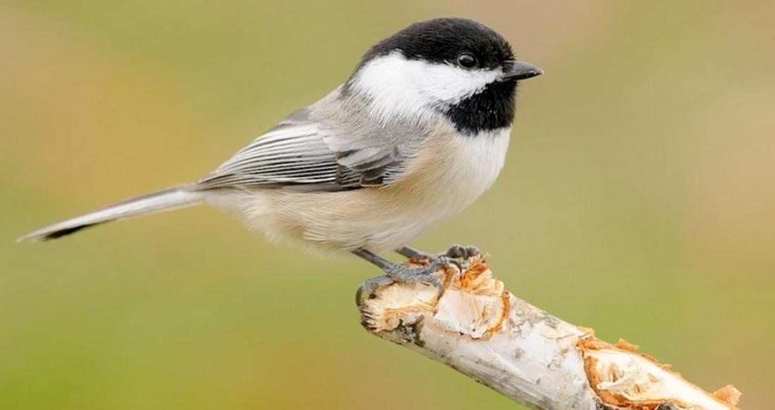 chickadee
