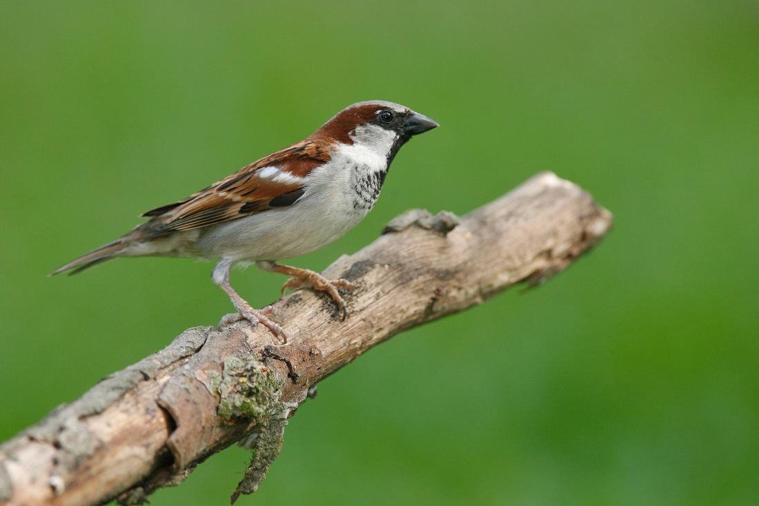 House Sparrow